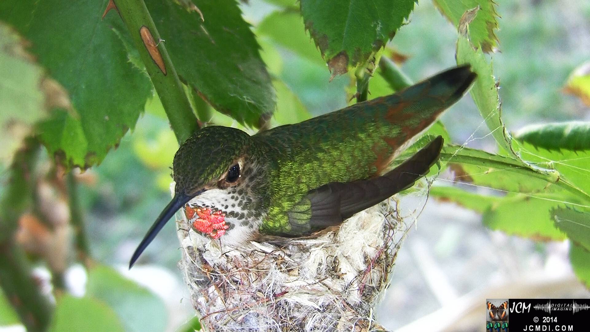Allen's Hummingbird Nest HF100
